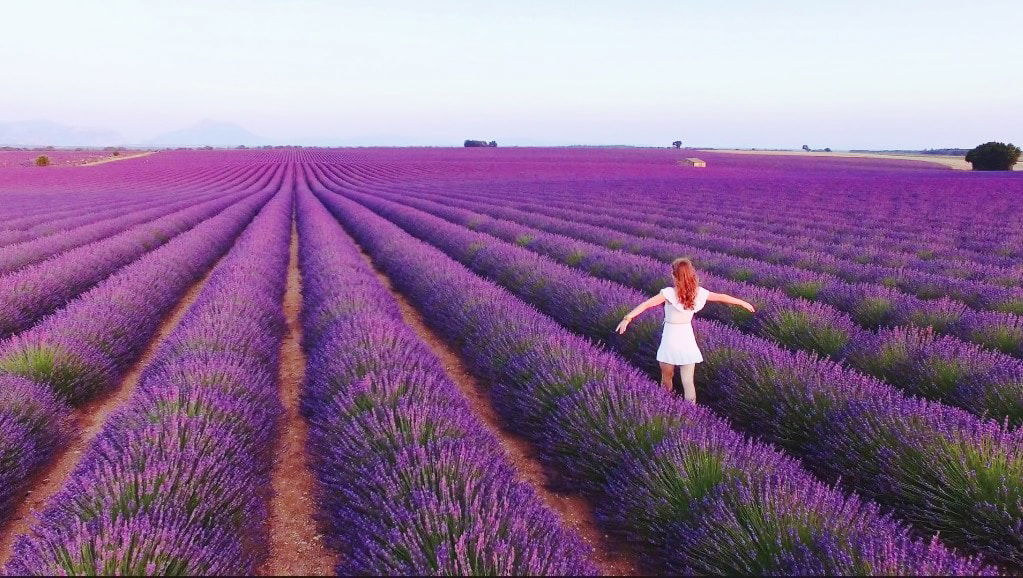 girl in lavender field